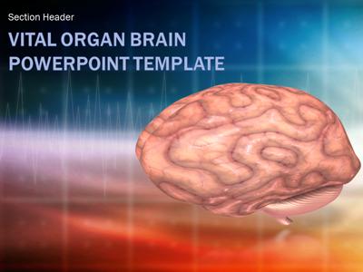 Slide 4 layout from the Vital Organ Brain Scan presentation deck.