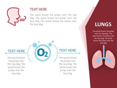 Slide 4 layout from the Body Organ Layouts presentation deck.
