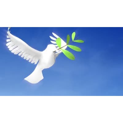 Dove Flying With Olive Branch motion graphic preview.