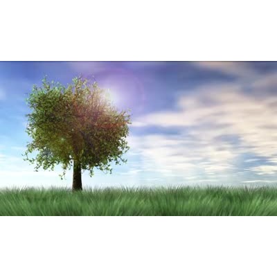 Meadow Tree motion graphic preview.
