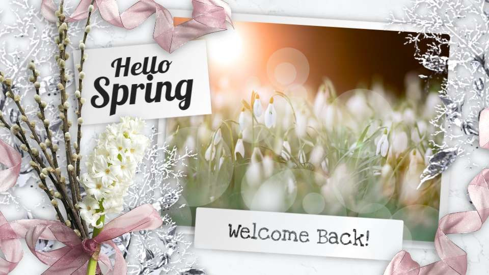 Hello Spring Photo Layout motion graphic preview.