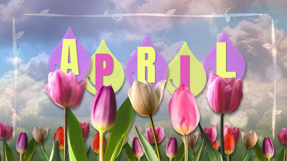 April Tulips motion graphic preview.