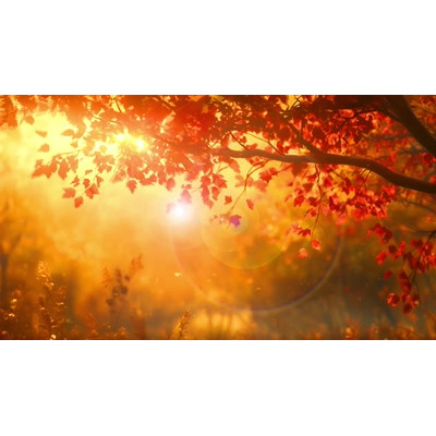 Autumn Tree at Sunset Video motion graphic preview.
