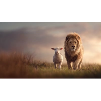A Video Background of a Lion And Lamb Together motion graphic preview.