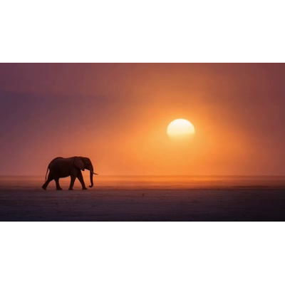 A Video of an Elephant on a Sunset Walk motion graphic preview.